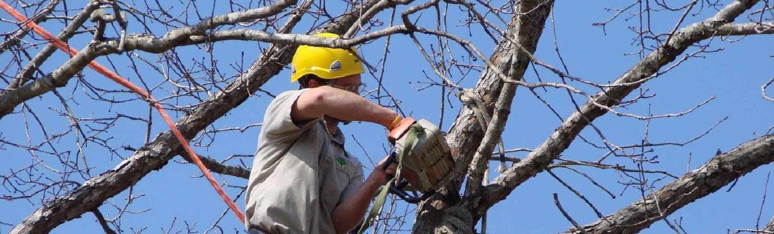 Спиленное дерево. Если дерево спилили без разрешения?. Женщины на обрезке деревьев. Спил деревьев рядом с домом. Пилят дерево в городе.